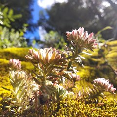 Sedum goldmanii