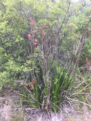 Anigozanthos flavidus