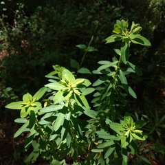 Euphorbia esuliformis