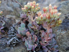 Sedum sanhedrinum
