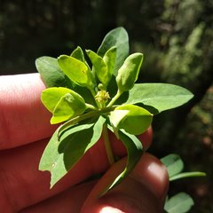 Euphorbia esuliformis