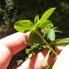 Euphorbia esuliformis