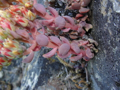 Sedum sanhedrinum