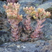 Sanhedrin Stonecrop - Photo (c) Peter Zika, some rights reserved (CC BY-NC), uploaded by Peter Zika