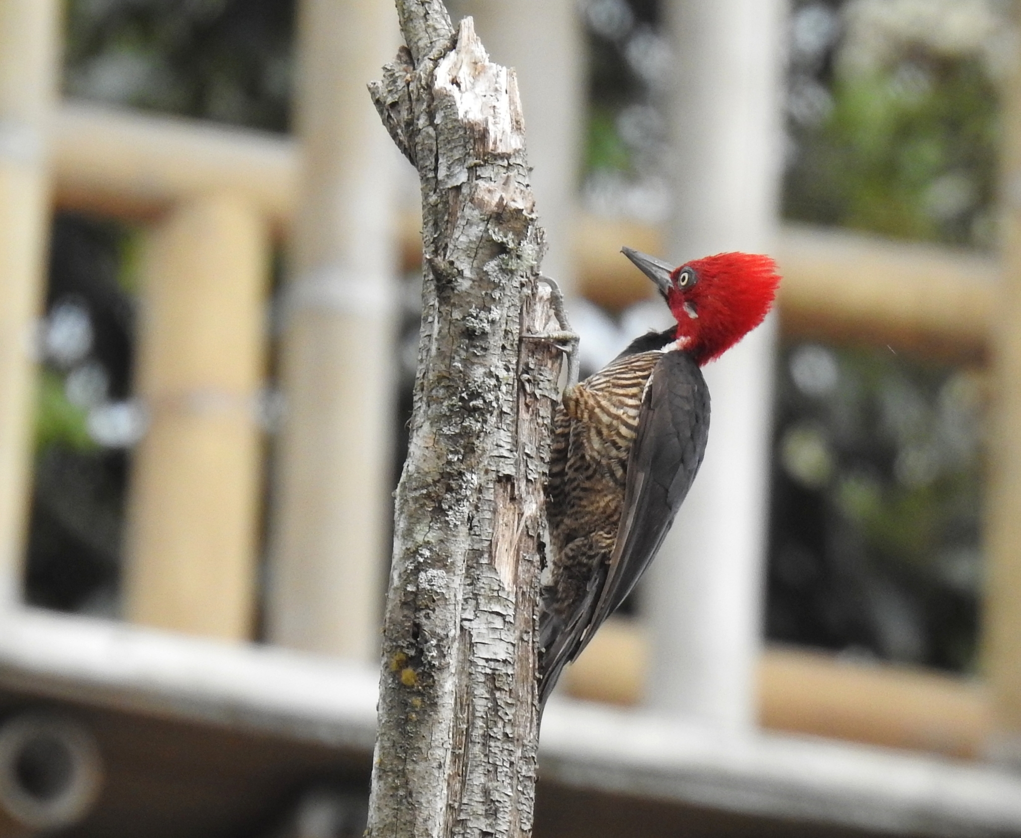 Guayaquil Woodpecker illustration