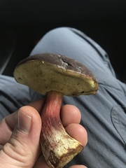 Xerocomellus zelleri