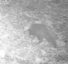 Crossarchus platycephalus