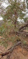 Eucalyptus socialis socialis