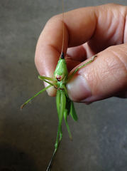 Neoconocephalus exiliscanorus