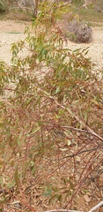 Eucalyptus socialis socialis