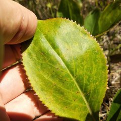 Packera toluccana