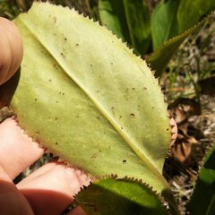Packera toluccana