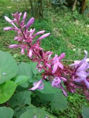 Odontonema callistachyum