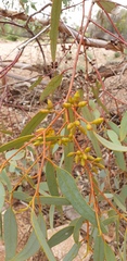 Eucalyptus socialis socialis