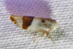 Norvellina seminuda