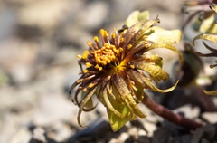 Hamadryas delfinii