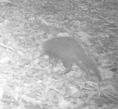 Crossarchus platycephalus