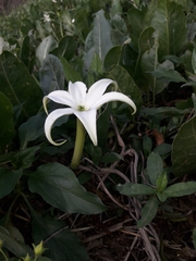Jaborosa integrifolia