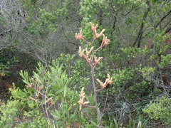 Anigozanthos flavidus