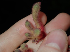 Anigozanthos flavidus