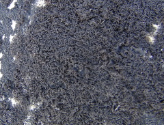 Pseudephebe pubescens