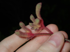 Anigozanthos flavidus