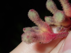 Anigozanthos flavidus