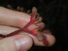 Anigozanthos flavidus