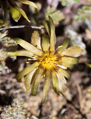 Hamadryas delfinii