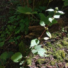 Urtica chamaedryoides