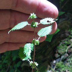 Urtica chamaedryoides