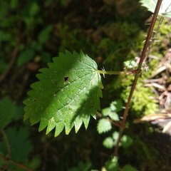 Urtica chamaedryoides