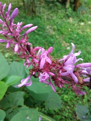Odontonema callistachyum