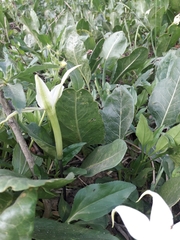 Jaborosa integrifolia