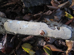 Scytinostroma artocreas