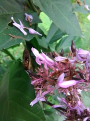 Odontonema callistachyum