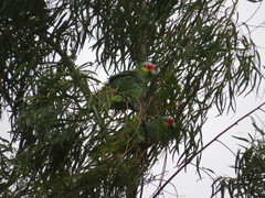 Amazona autumnalis autumnalis