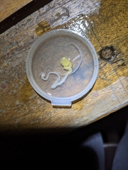 Amphidromus glaucolarynx