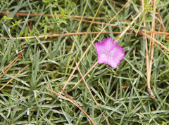 Dianthus gratianopolitanus