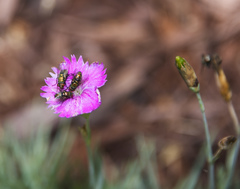 Dianthus gratianopolitanus