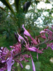 Odontonema callistachyum