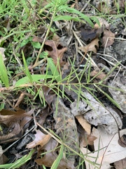 Paspalum repens