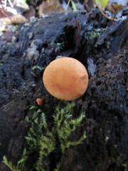 Gymnopilus underwoodii