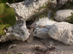 Sceloporus cozumelae