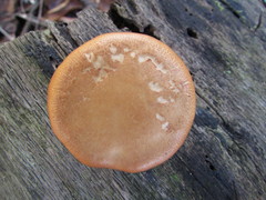 Gymnopilus underwoodii