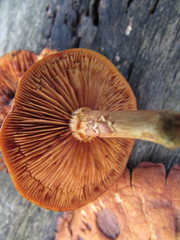 Gymnopilus underwoodii