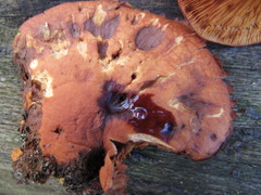 Gymnopilus underwoodii