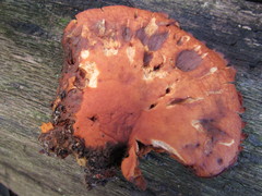 Gymnopilus underwoodii