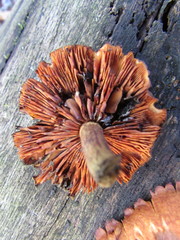 Gymnopilus underwoodii