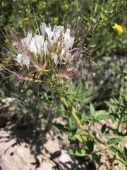 Polanisia dodecandra trachysperma